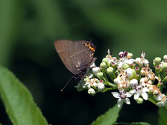 Satyrium w-album