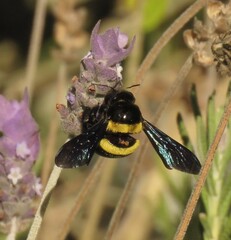 Xylocopa caffra