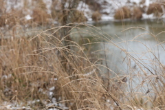 Elymus caninus