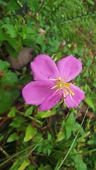 Melastoma malabathricum