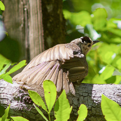 Sericulus chrysocephalus