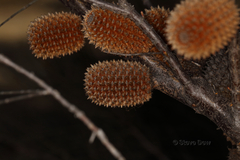 Allocasuarina acutivalvis