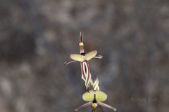 Caladenia roei