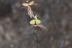 Caladenia roei