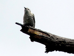 Chrysococcyx lucidus