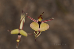 Caladenia roei