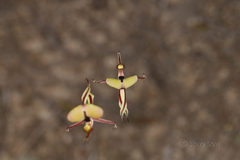 Caladenia roei