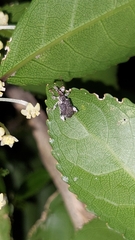 Stephanorhynchus curvipes