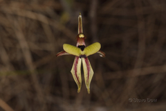Caladenia roei