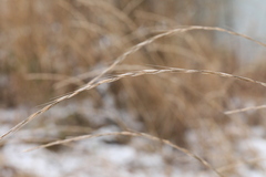 Elymus caninus