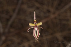 Caladenia roei