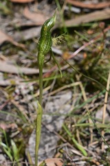 Pterostylis unicornis