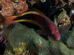 Paracirrhites forsteri