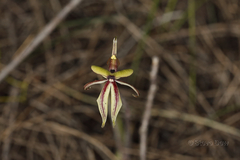 Caladenia roei