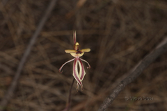 Caladenia roei