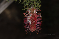 Grevillea paradoxa