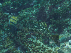 Aplodactylus lophodon