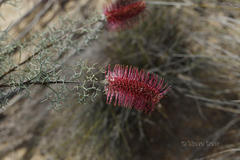 Grevillea paradoxa