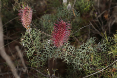 Grevillea paradoxa
