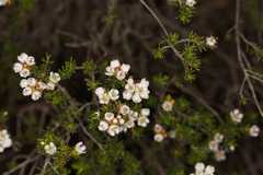 Chamelaucium drummondii