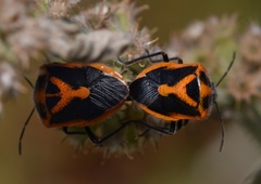 Agonoscelis rutila