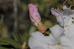 Rhododendron ciliicalyx