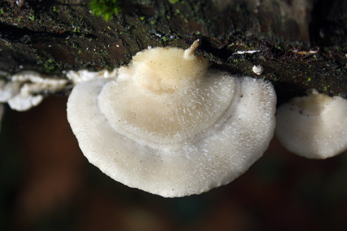 Šiurkščioji kempė nuotrauka