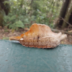 Megalopyge