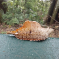 Megalopyge