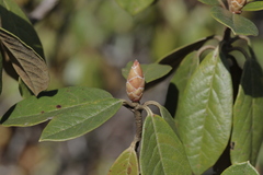 Rhododendron ciliicalyx