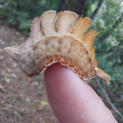 Megalopyge