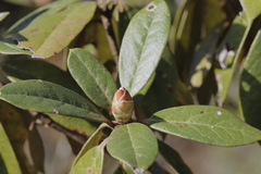 Rhododendron ciliicalyx