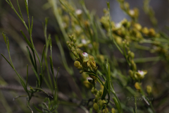 Comesperma integerrimum