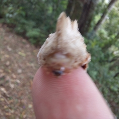 Megalopyge