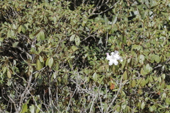 Rhododendron ciliicalyx