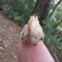 Megalopyge