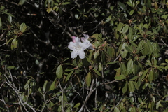 Rhododendron ciliicalyx