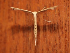 Stenoptilodes taprobanes