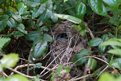 Phylloscopus collybita