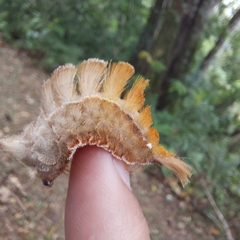 Megalopyge