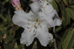 Rhododendron ciliicalyx