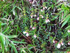 Euphrasia transmorrisonensis