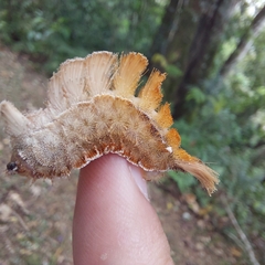 Megalopyge