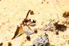 Synagris cornuta basalis