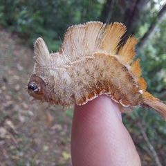 Megalopyge
