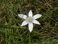 Ornithogalum umbellatum