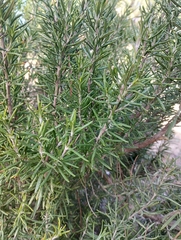 Salvia rosmarinus