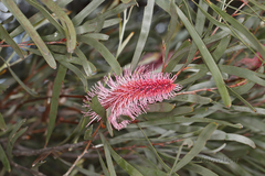 Hakea francisiana