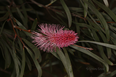 Hakea francisiana