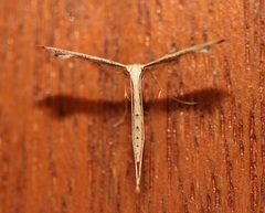 Stenoptilodes taprobanes